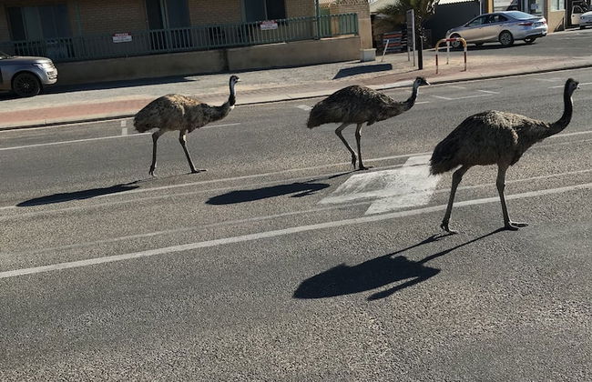 Shark Bay Seafront Apartments - Photo 60