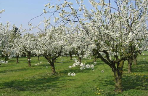 Ferienhaus Kogge im Feriendorf Altes Land - Photo 17