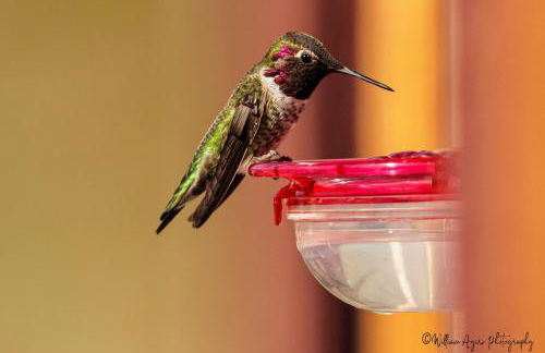 Welcome to Raven Ridge Lodge - where time slows - Photo 18