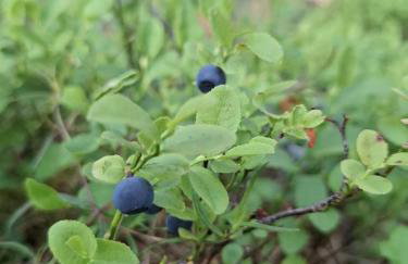 Apartament z ogrodem w Sercu Puszczy Noteckiej - Kraina 100 Jezior!!! - Foto 6