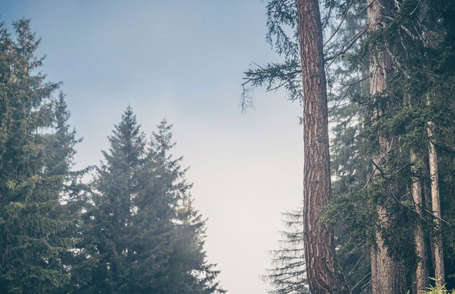 Berghütte-Hochpillberg - Foto 38