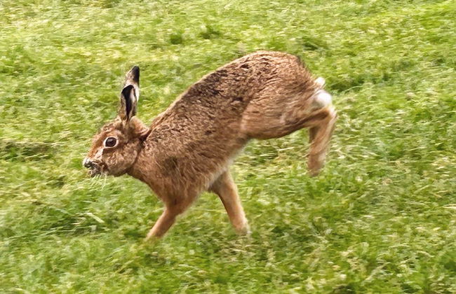Cosy Devon Retreat Woodland Views - Foto 10