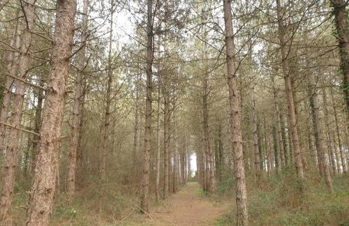 La maison poitevine - Foto 15