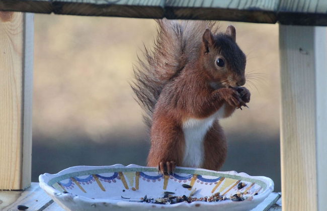 The Waltz of the Chickadees in Somme Leuze - Foto 33