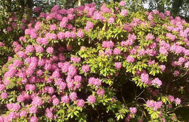 Swedish Idyll - Foto 24