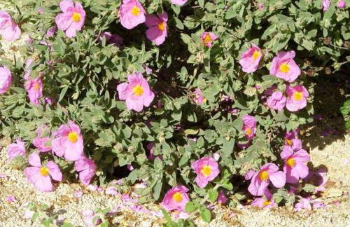 Belle villa provençale piscine terrain - Photo 58