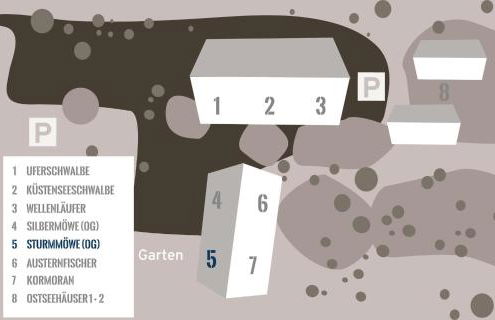 Sturmmöwe - Foto 13