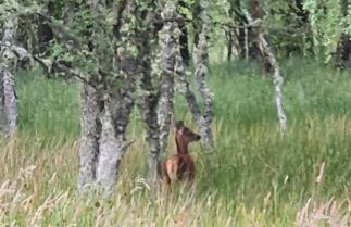 Woodland studio - Foto 17