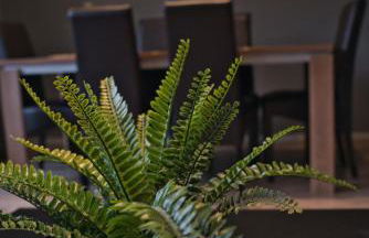 Tanne 16 - Familienurlaub am Rodelhang Braunlage - Foto 26