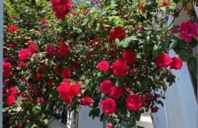 Διαμέρισμα Αγγελική - Foto 1