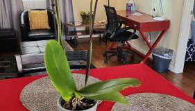 Charming 1-bed apt, cook-ready kitchen, laundry, 5-8 mins to U of A and Downtown - Photo 5