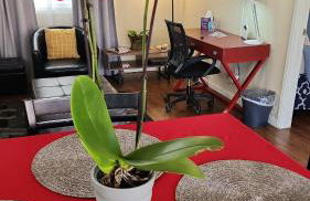 Charming 1-bed apt, cook-ready kitchen, laundry, 5-8 mins to U of A and Downtown - Foto 5