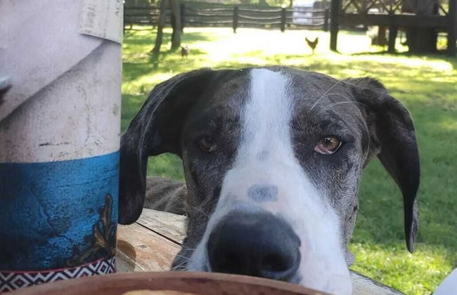 Cabañas La Morada - Foto 66