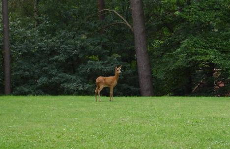 Wald Ferienwohnung Hamburg 1 - Foto 2