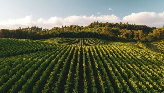 Cata de vinos en La Rioja con visita guiada a Haro - Tour de día completo - Foto 5