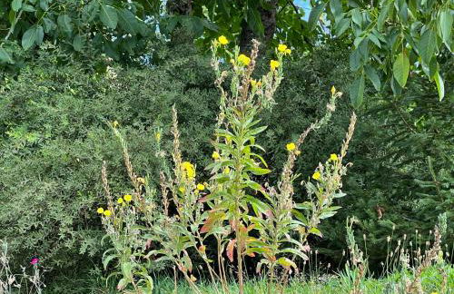 Haus Marta - Photo 64