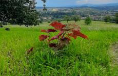 Domek pod Skiełkiem - Photo 38