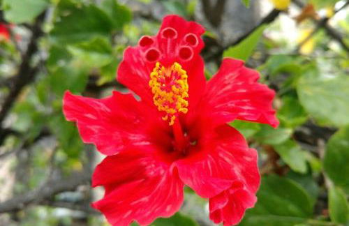 Pahoa Tropical Garden Getaway - Foto 22