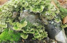 W Małym Sadzie - Foto 34