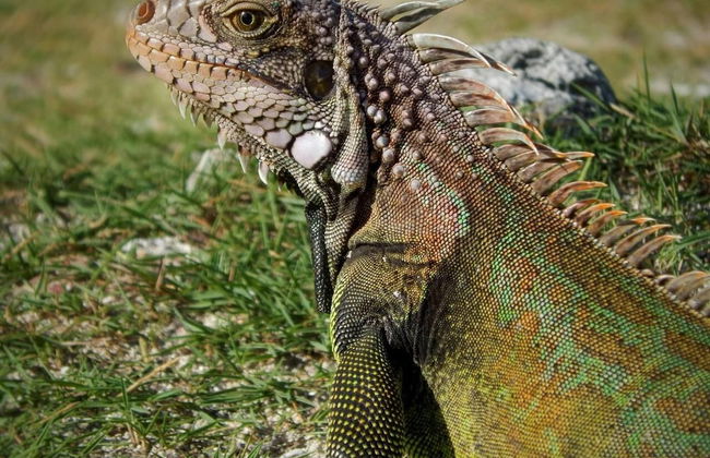 Eagle Stays Aruba - Foto 64