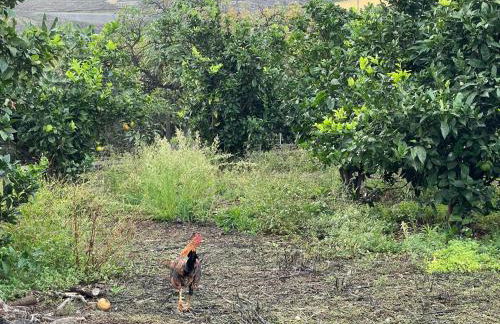 Bollullo Sunset - Araguaney - Foto 50