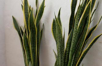 Yellow House - Checkinhome - Foto 59