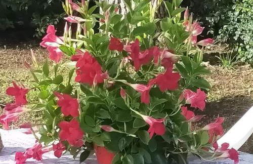 CHALET IL GELSOMINO DELL'ETNA - Foto 35