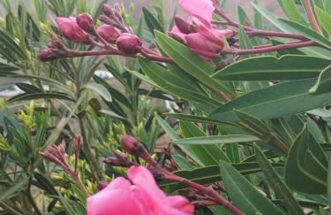 La Morreta Suites I - Lanzarote - Photo 22