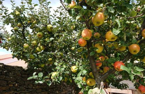 Ermita de Gredos - Foto 21