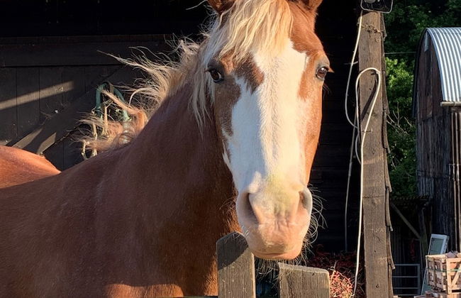 Queen Bower Farm Lodge - Foto 45