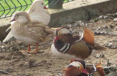 Quinta Sobral Prestige - Little Rustic - Photo 20