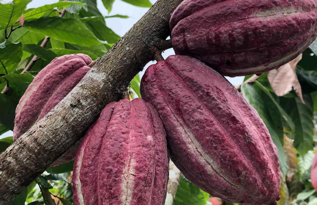 Excursão à comunidade indígena de Yorkín - Foto 7