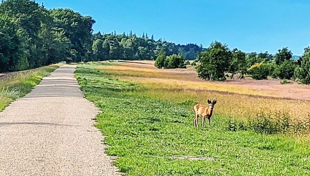 Holiday Home in Gelting - Photo 5