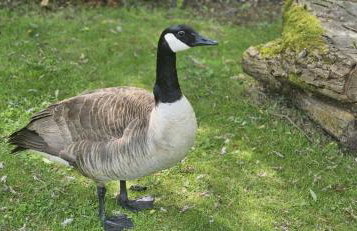 Beautiful 1-bed Cabin in Newmarket - Foto 41