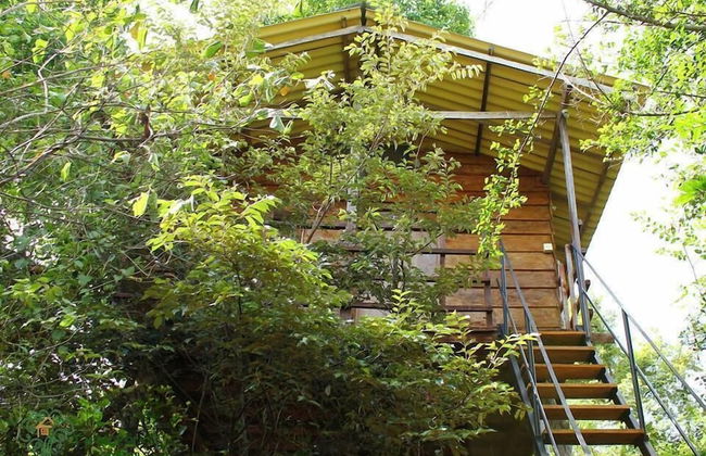 Thick forest sigiriya - Photo 13