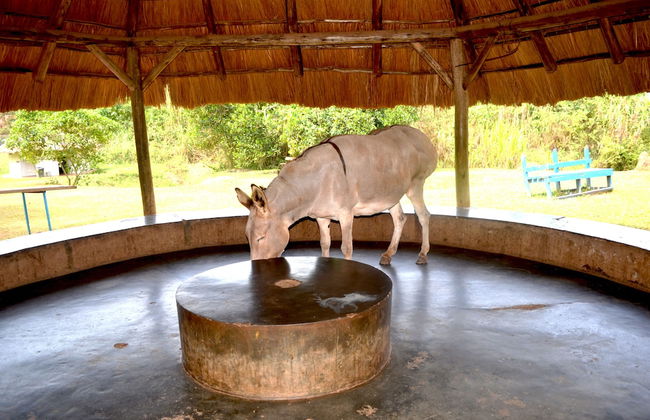 Kiwatule Cottages - Foto 27