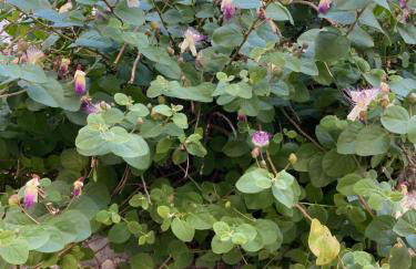 Lilly Apartment resort - Foto 21