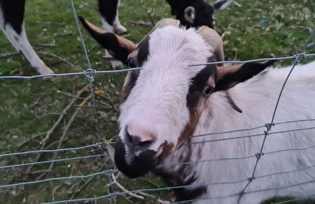 Halls Haven Holiday Units - Foto 22