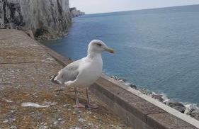MOBILHOME du Marais EN BAIE DE SOMME - Foto 8