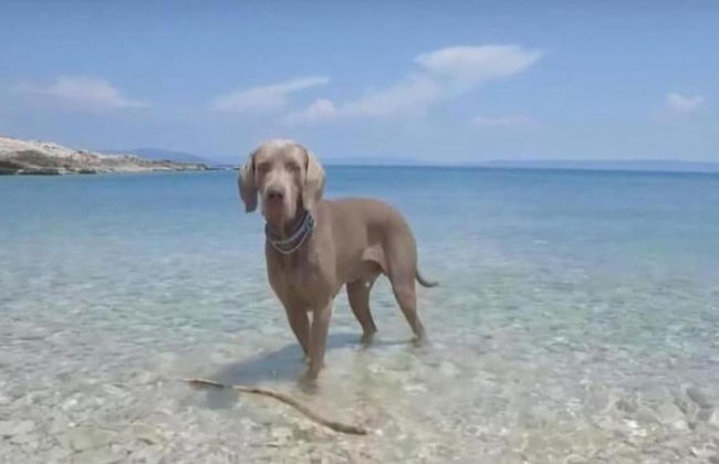 Adorable Apartment in Murter with Hot Tub - Foto 35