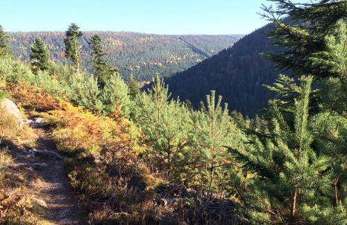 Ferienwohnung Kuckuck auf dem Sommerberg incl Schwarzwald Plus-Karte - 2 Zimmer 50qm - Foto 77