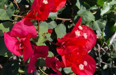 A Casa da Minha Mãe - Photo 46