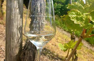 Zur alten Rebe Ferienhaus und Weingut - Foto 30