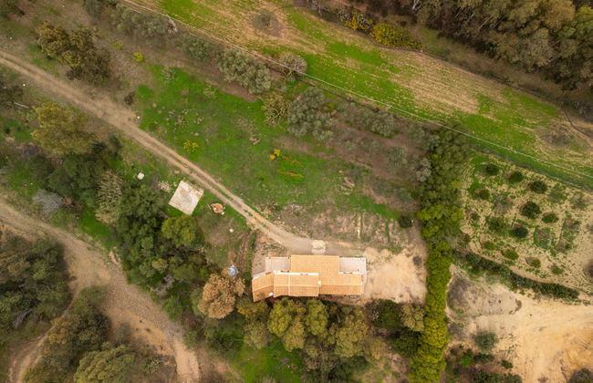 Eucalipto - Photo 33