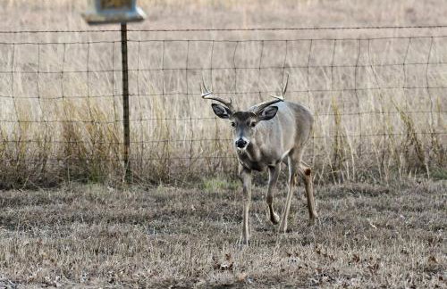 Serene Hill Country Wildlife Sanctuary with Porch - Photo 27