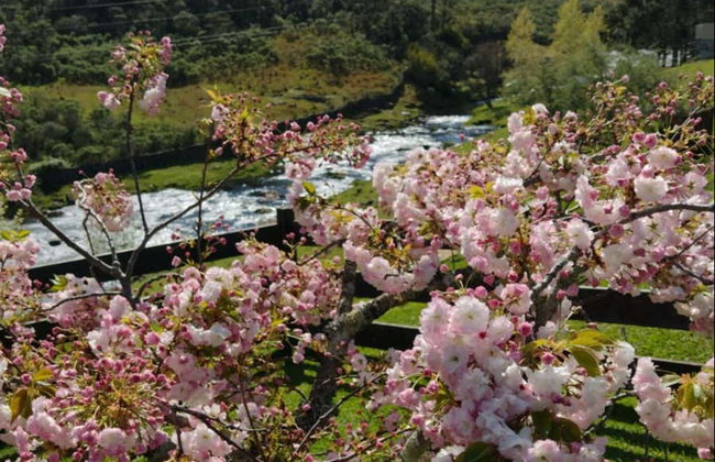 Excursion dans la Serra do Rio do Rastro - Photo 7