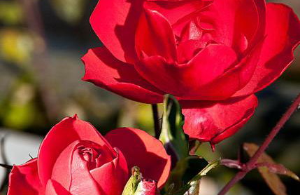 Agritur Maso Pra' Cavai B&B - Photo 14