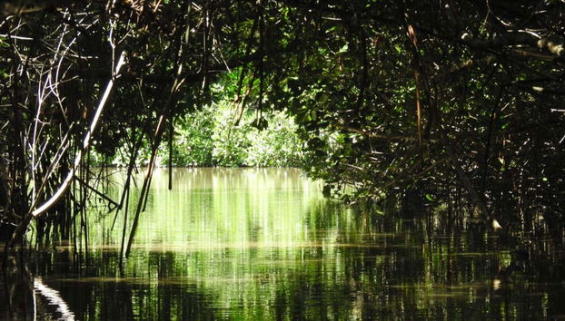 Paseo en barco por la Vía Parque Isla de Salamanca - Foto 3, Descubriendo el ecosistema de la Vía Parque Isla de Salamanca