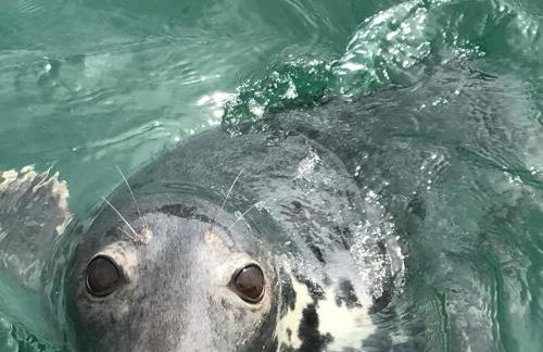 Curlew Cottage and Sunset View - Foto 37