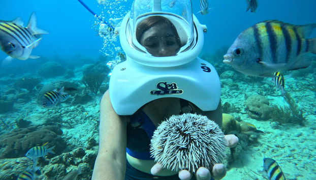 Una spugna marina trovata sul fondo del mare